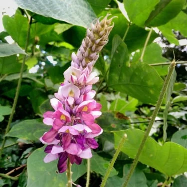 Phytomem One Kudzu Flower Extract