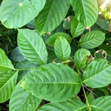 Phytomem One Corosolic Acid