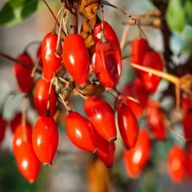 Phytomem One Berberine HCl